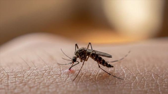 7 cara mencegah nyamuk berkembang biak