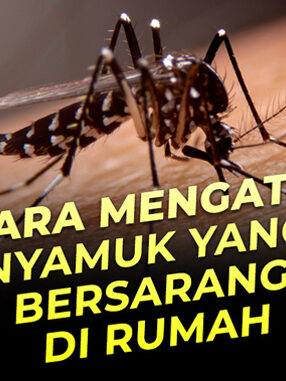 cara mencegah nyambuk berkembang biak dirumah