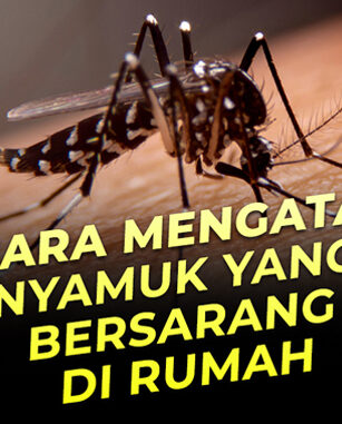 cara mencegah nyambuk berkembang biak dirumah