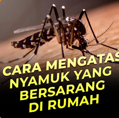 cara mencegah nyambuk berkembang biak dirumah